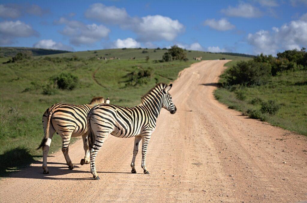 zebra, south africa, africa, animal, nature, stripes, striped, safari, wildlife, travel, wilderness, savannah, road, gravel, zebra, zebra, zebra, zebra, zebra, south africa, south africa, south africa