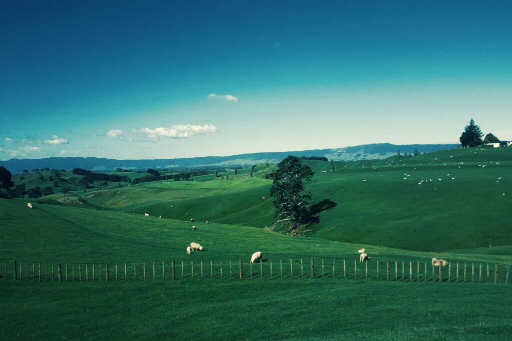 Idyllic landscape with sheep grazing in the lush green hills of Waikato under a blue sky.