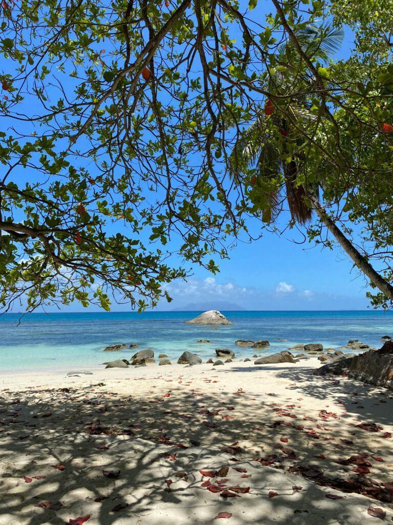 Serene beach in Seychelles with a sandy shore, lush trees, and vibrant blue water.